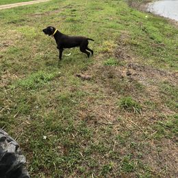 Sage - German Shorthaired Pointer