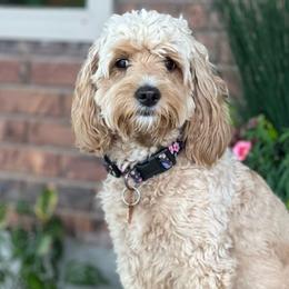 Bailey - Goldendoodle