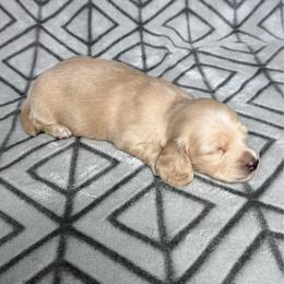4300, Longhair, Cream Girl, Pet Only - Cream female Dachshund puppy in Pauls Valley, Oklahoma from Simply Happy Dachshunds