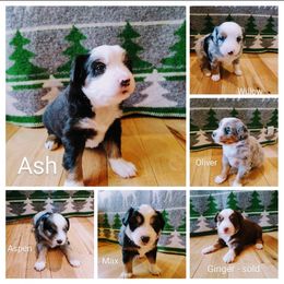 Miniature Australian Shepherd Puppies from Riley Creek Mini Aussie's