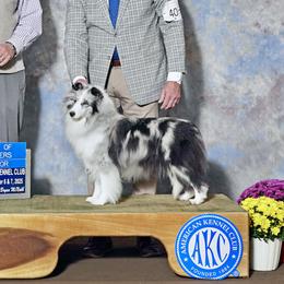 Stella Blue - Shetland Sheepdog