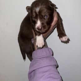 Girl 1 - Red and white Siberian Husky puppy in Jonesborough, Tennessee from Dry Creek Siberians