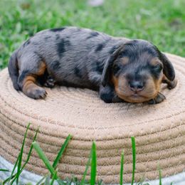 Roxy's Girl - Dapple female Dachshund puppy in Burkesville, Kentucky from Bline’s Awesome Aussies & Doxies at the Bline Family Farm