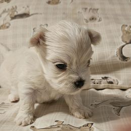 Marty Jr - White and tan male Maltese puppy in Carthage, Missouri from Cooley's Cuddle Pups