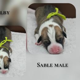 Colby - Sable male Pembroke Welsh Corgi puppy in Charleroi, Pennsylvania from Twilight Hollow Corgis