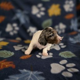 Milo - Piebald male Dachshund puppy in Florida from Doxie Rugrats
