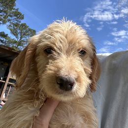 Labradoodle and Poodle Puppies from Hades Flame Kennel
