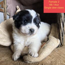 Aussiedoodle, Colorado Mountain Dog, and Corgipoo Puppies from Stone Table Ranch/STR Just Doodle It