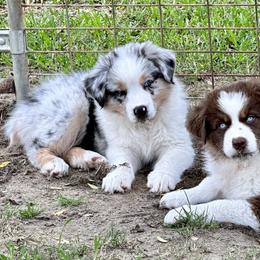 Australian Shepherd Puppies from Smooreaussies