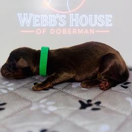 Dark Green Collar Male - Red and rust male Doberman Pinscher puppy in Bargersville, Indiana from Webb’s House of Doberman LLC