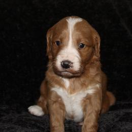 Gigi - Red  female Goldendoodle puppy in Yukon, Oklahoma from Silver Barn Doodles