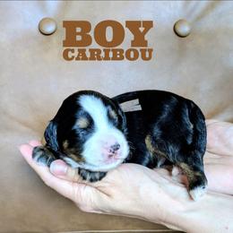 Caribou - Tri-color male Bernedoodle puppy in Cambridge, Minnesota from Country Meadow Doodles