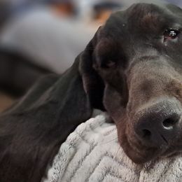 Wednesday - Basset Hound