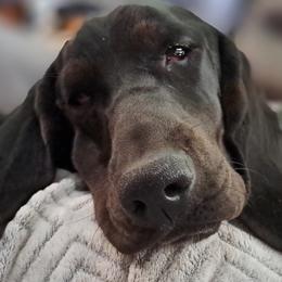 Wednesday - Basset Hound