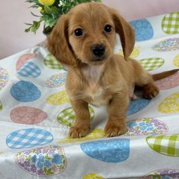 Billy - Cream Dachshund puppy in Lake City, Florida from My Ditzy Doxies of Florida