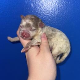 Snow White - Lavender female Pomeranian puppy in Perry County, Ohio from Speechless Pom’s