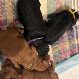 Poodle puppies from Oodles of poodles LLC.
