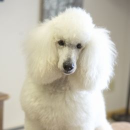 Poodle Puppies from Tamarack Poodles