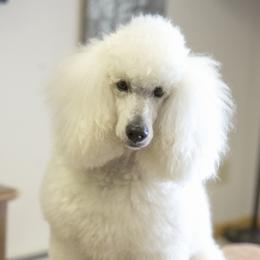 Poodle Puppies from Tamarack Poodles