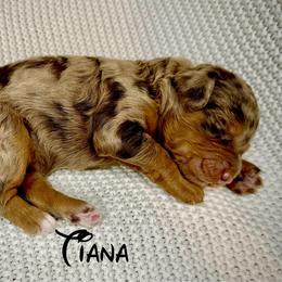 Tiana - Red merle female Aussiedoodle puppy in Upper Lake, California from Redwood Aussiedoodles