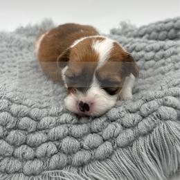 Slinky - 1800 full fluffy - Sable female Pembroke Welsh Corgi puppy in Rozet, Wyoming from Hayday Ranch Corgis