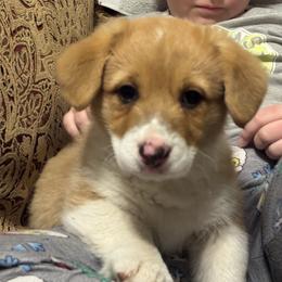 Sissy - Red female Pembroke Welsh Corgi puppy in Brashear, Texas from Sherwood Acres Pembrokes