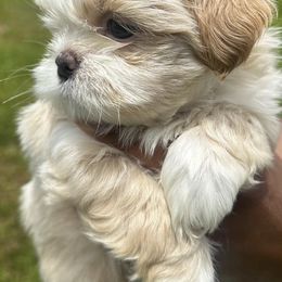 Shih Tzus from Perkins Puppies