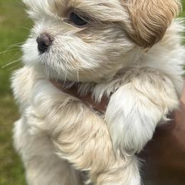 Shih Tzus from Perkins Puppies