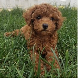 Cavapoo Puppies from Dotties Lil Blessings