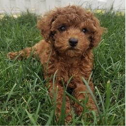 Cavapoo Puppies from Dotties Lil Blessings