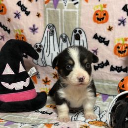 Drax - Black and tan male Pembroke Welsh Corgi puppy in Barstow, California from Caldwell’s Corgis of Southern California