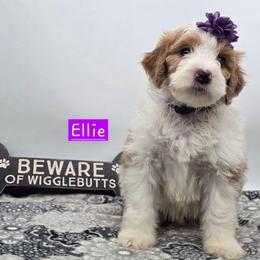 Ellie - Red female Bernedoodle puppy in Neillsville, Wisconsin from Granton Creek