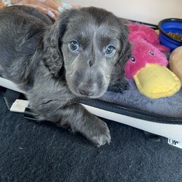 Dachshund Puppies from Doxie Gang