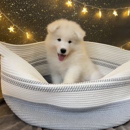 Samoyed Puppies from Icecrown Samoyeds