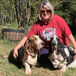 Basset Hounds from Ozarks Bassets