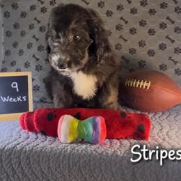 Stripes - Black and white male Sheepadoodle puppy in Glen Rose, Texas from Clevenger’s Sheepadoodle Fur Baby Farm