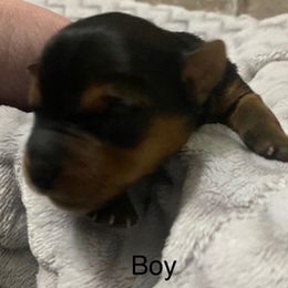 Yorkshire Terriers from Sweet Georgia Yorkies