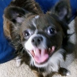 Angelo - Chihuahua