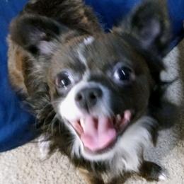 Angelo - Chihuahua