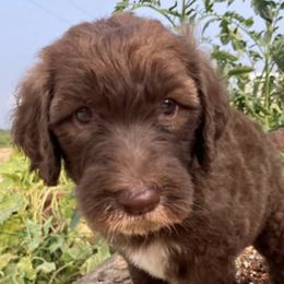 Aussiedoodles, Goldendoodles, Miniature Schnauzers, Poodles, and Schnoodles from Oopsie Doodles