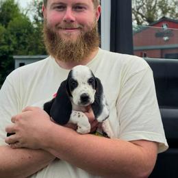 Squirtle - Black tan and white male Basset Hound puppy in Lebanon, Ohio from Golden Acres D & B