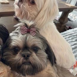 Shih Tzu puppies from Shih Tzus of Springboro LLC.