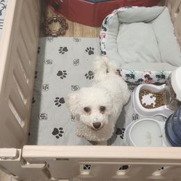 Bichon Frise Puppies from Waterloo Bichons AKC