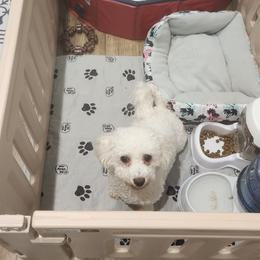 Bichon Frise Puppies from Waterloo Bichons AKC