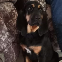 Bloodhounds and German Shepherds from Tousek Farms