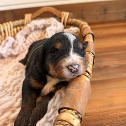 Teton - Tri-color male Bernedoodle puppy in Fort Meade, Florida from Baldwin Dood Ranch