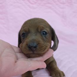 Red dapple - Dapple female Dachshund puppy in West Plains, Missouri from Spring Creek Dachshunds