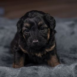 Noel - Black phantom female Aussiedoodle puppy in Casa, Arkansas from Blue Diamond Puppies