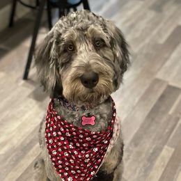 Harlowe - Bernedoodle