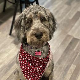 Harlowe - Bernedoodle